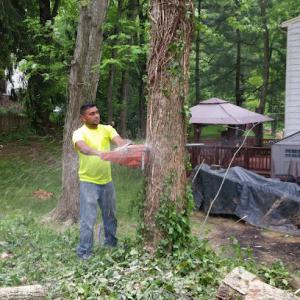 Flores Tree Services