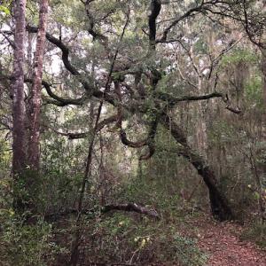 The RainCo Tree Service