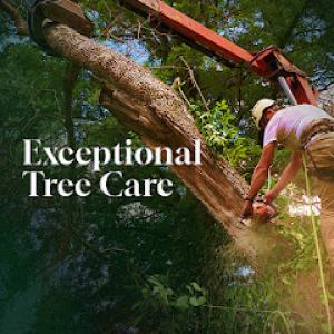 Reverie Tree Experts