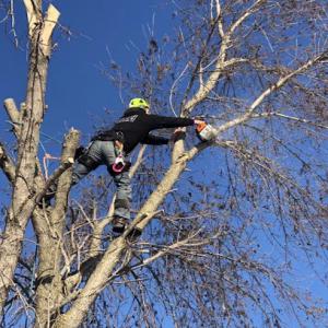 A cut above grading & tree