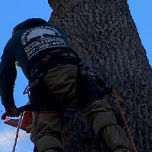 Mynor’s Tree Experts