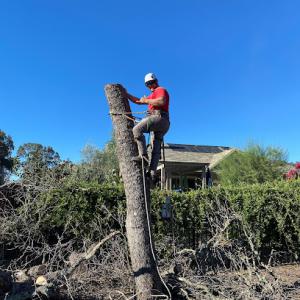 Ione Tree service