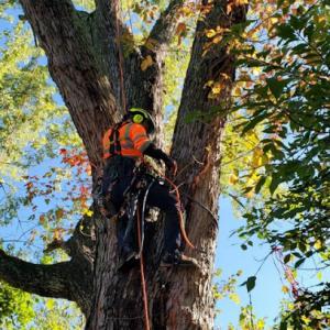 Tree Lion LLC - Tree Services