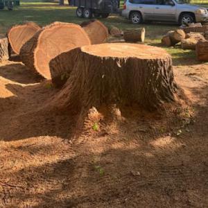 Corona Tree Service of Morgan Hill