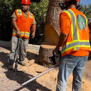 Mayscape Tree Trimmers