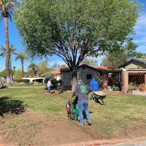 Trett Landscaping | Phoenix Tree Stump Removal