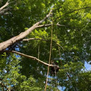 LaChance Tree Professionals