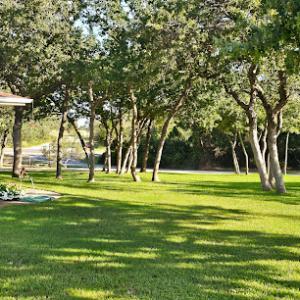 Chameleon Tree Service