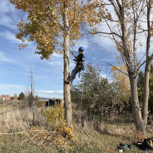 Tree Climbers Services & Landscape Projects