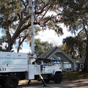 Florida's Tree Surgeons
