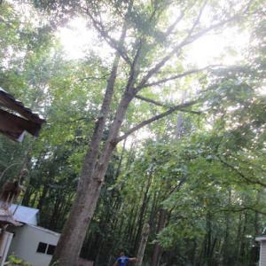Pegram Tree Services