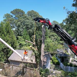 Toler's Tree Service