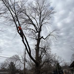 Masters Tree Service