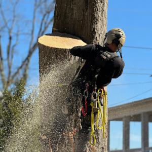 Georgia Pro Tree Services - Griffin