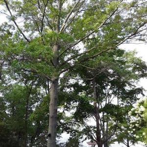 Skyline Tree Solutions