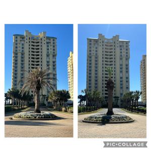 Panhandle Palm Trees