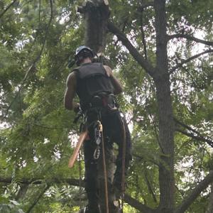 Upright Tree Service