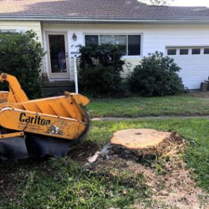 Escape Tree & Stump