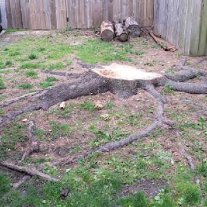 Stump Removal