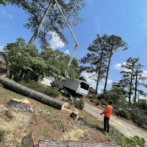 KS Tree Specialist & Stump Grinding