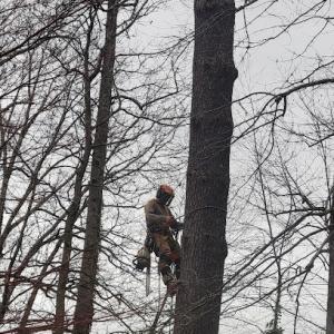 Burn's Tree & Crane