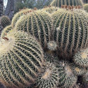 Lucille's Landscaping