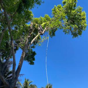 Affordable Tree Service Inc. - Tree Service Miami