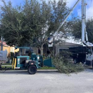 Service Queen Stump Grinding & Tree Service