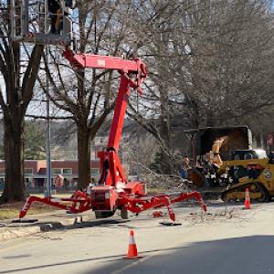 Piedmont Tree Services