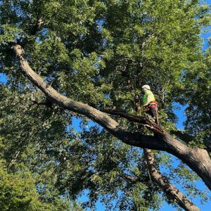 Ventura Tree Services