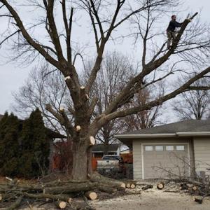 Skyline Tree Experts
