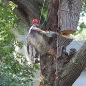 All Fair Montgomery Tree Removal