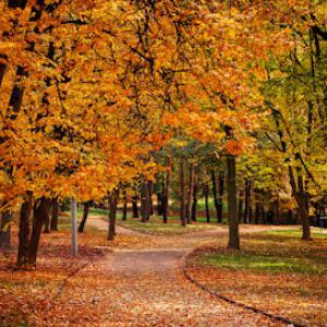 Nabor's Tree Service Chattanooga