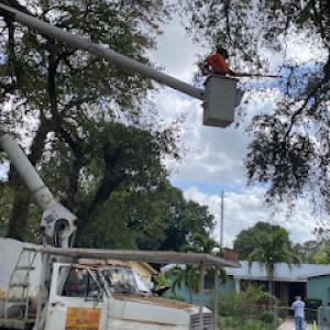 Big Bee Landscaping & Tree services