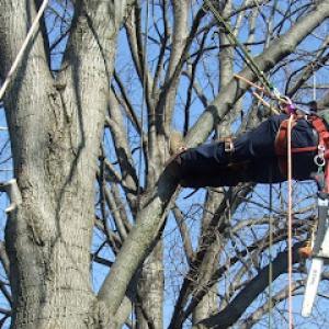 ArborCare Tree Care Specialists