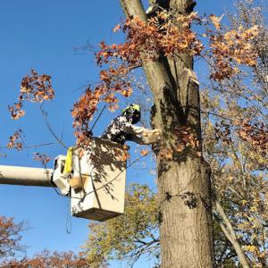 Morris Family Tree Service