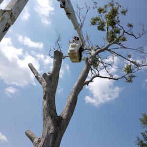 All Around Tree Service