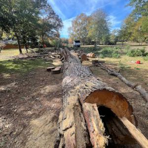 Texas Tree Masters
