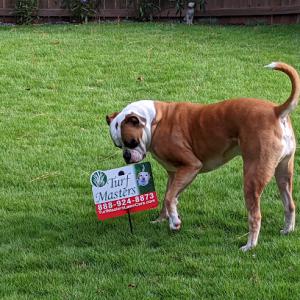 Turf Masters Lawn Care of Woodstock