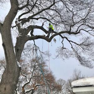 1-2 Tree Lawn & Landscape