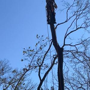 CTS Tree Services Huntsville