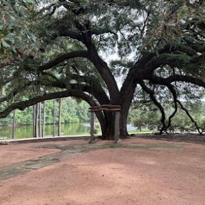 The Woodlands Tree Experts