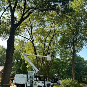 B&L Tree & Lawn Services