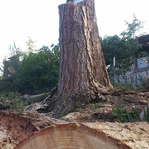 Alta View tree Service