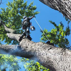 Irvine’s Tree Service
