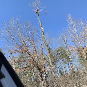 Schmitt Tree Service