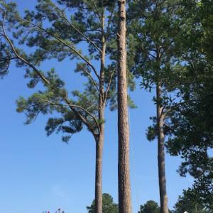 Lacey & Lacey Services