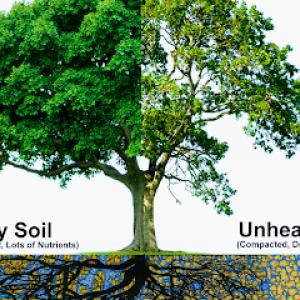 Davis Family Arbor Services