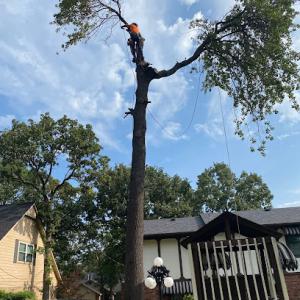 Aztec Contractors - Tree Service