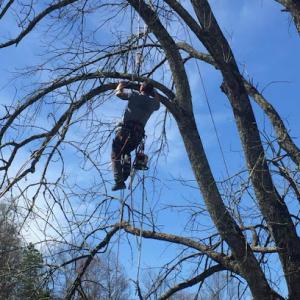 B & D Tree Service